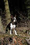 BOSTON TERRIER 052